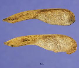  Fruits:   Acer negundo ; Photo by S. Hurst, USDA-NRCS Plants Database